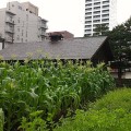 「琴似屯田兵屋跡」の畑