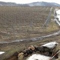北海道でのブドウ栽培