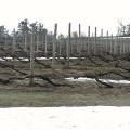 ブドウ畑の様子（4月　雪解けと枝上げ）