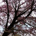 桜の開花（札幌西区役所）