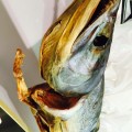 石狩観光協会「寒塩引」とお酒の相性について監修いたしました！